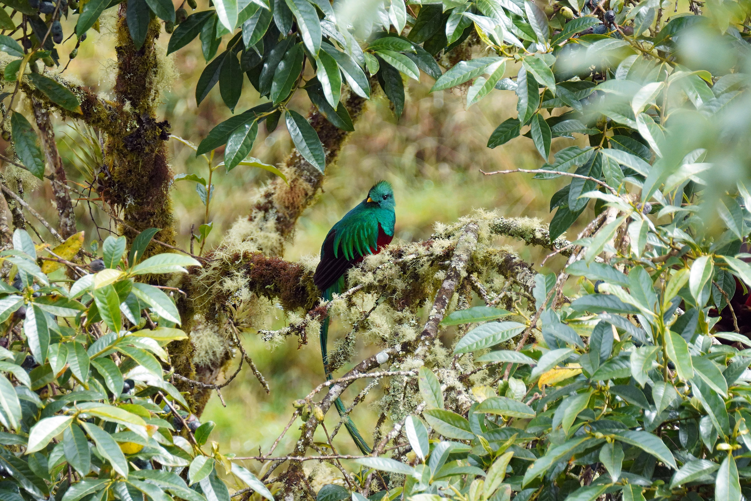 Costa Rica - Février 2025